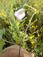 Ipomoea cordatotriloba