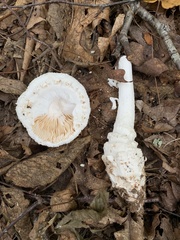 Amanita cokeri