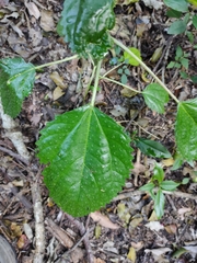 Dendrocnide photiniiphylla