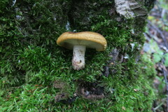 Paxillus involutus