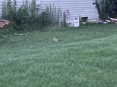 Sylvilagus floridanus