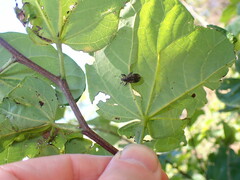 Naupactus leucoloma