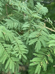 Mimosa benthamii