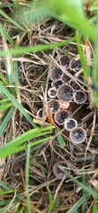 Nidulariaceae