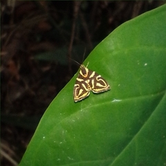 Hemerophila albertiana
