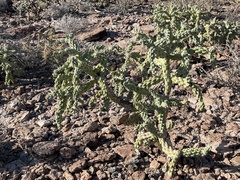 Cylindropuntia cholla