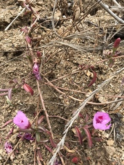 Clarkia rubicunda