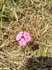 Dianthus seguieri