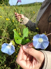 Ipomoea hederacea