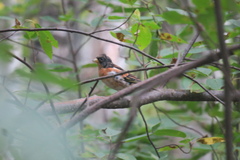 Fringilla montifringilla