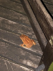 Bufo spinosus