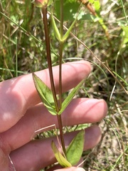 Gentianopsis crinita