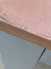 Lyssomanes viridis