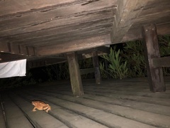 Bufo spinosus