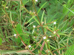 Hedyotis