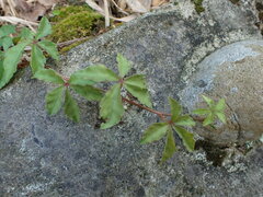 Tetrastigma obtectum