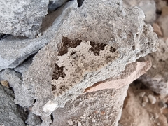 Xanthorhoe fluctuata