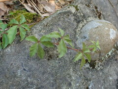 Tetrastigma obtectum
