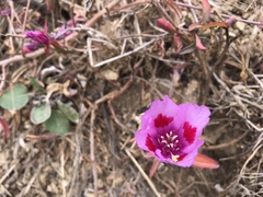 Clarkia rubicunda