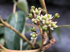 Tetradium glabrifolium