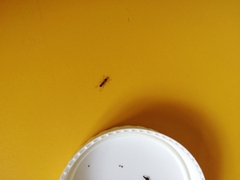 Formicidae