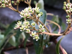 Tetradium glabrifolium