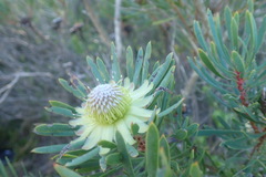 Protea scolymocephala