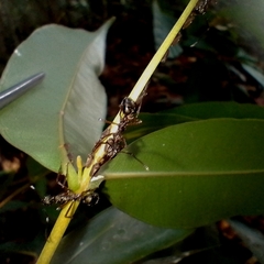 Dolichoderus attelaboides