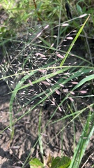 Eragrostis spectabilis