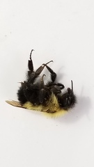 Bombus vagans