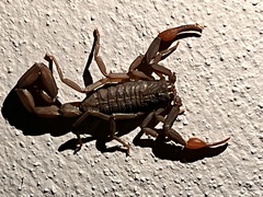 Centruroides