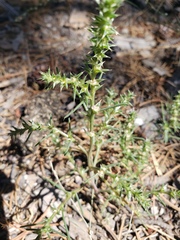 Salsola tragus