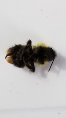 Bombus vagans