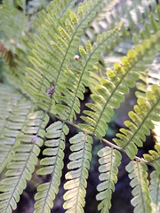 Dryopteris erythrosora