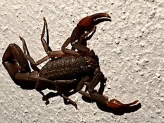 Centruroides