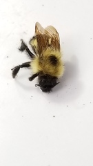 Bombus vagans