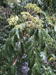 Tetradium glabrifolium