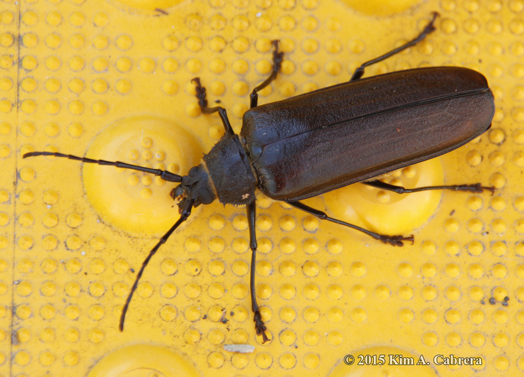 Trichocnemis