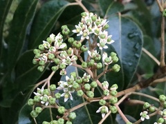 Tetradium glabrifolium