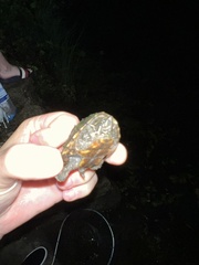 Sternotherus odoratus