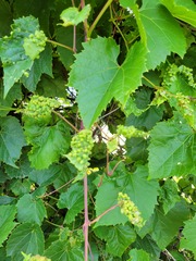 Daktulosphaira vitifoliae