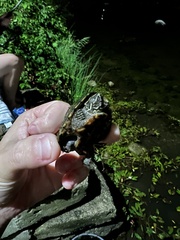 Sternotherus odoratus