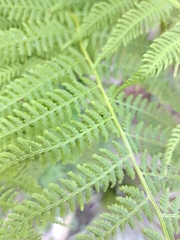 Athyrium filix-femina