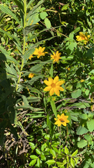 Bidens aristosa