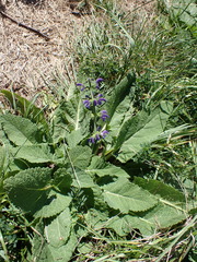 Salvia pratensis