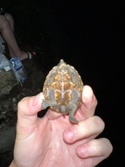 Sternotherus odoratus