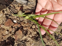Lapeirousia pyramidalis pyramidalis
