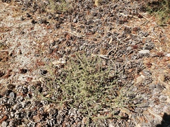 Salsola tragus