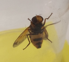 Volucella inanis
