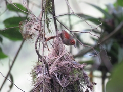 Cranioleuca erythrops